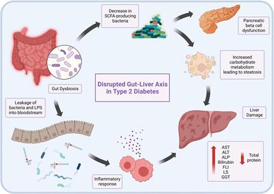 Can probiotic, prebiotic, and synbiotic supplementation modulate the gut-liver axis in type 2 diabetes? A narrative and systematic review of clinical trials
